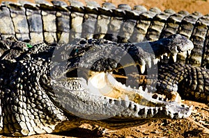 Nile crocodile