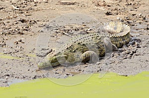 Nile Crocodile basking in the sun