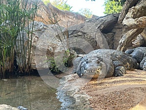 Nile crocodile, Bioparc, Valencia photo