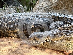 Nile crocodile, Bioparc, Valencia photo