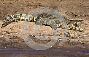 Nile Crocodile - Botswana photo