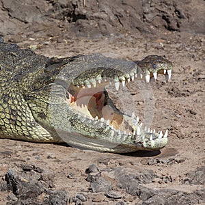 Nile Crocodile - Botswana