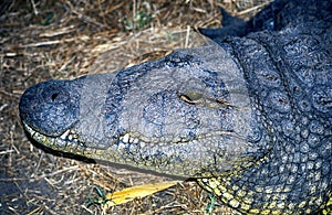 Nile crocodile, Botswana