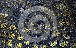 Nile crocodile, Botswana