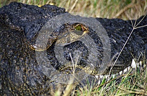 Nile crocodile, Botswana