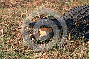 Crocodile with Mouth Wide Open Showing Teeth