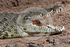 Nile Crocodile - Chobe River - Botswana