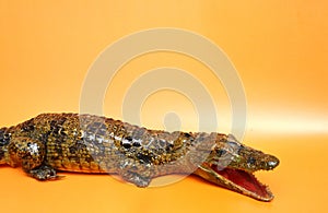 Stuffed crocodile