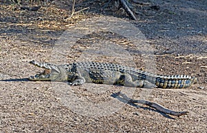 Nile Crocodile Cooling Off On the River Bank