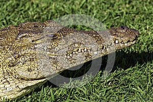 Nile crocodile, croc, on land, in grass, hiding, camouflaged, sneeky,