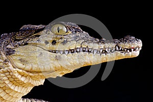 Nile crocodile / Crocodilus niloticus