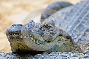 A nile crocodile, Crocodylus niloticus