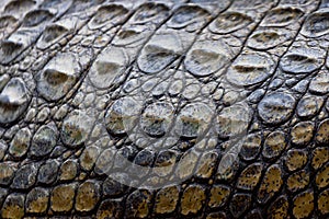 A nile crocodile, Crocodylus niloticus