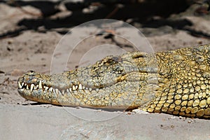 Nile crocodile (Crocodylus niloticus)