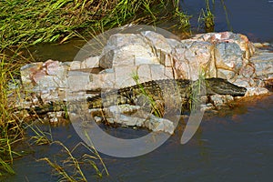 Nile crocodile (Crocodylus niloticus)