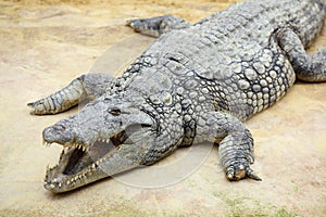 Nile crocodile, Crocodylus niloticus