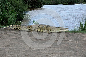 Nile crocodile (Crocodylus niloticus)