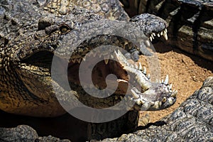 Nile Crocodile (Crocodylus niloticus)