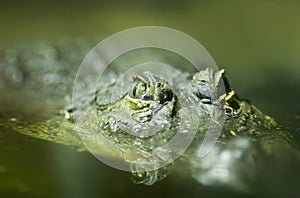 Nile crocodile (Crocodylus niloticus)