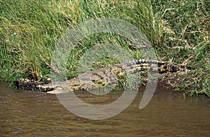 NILE CROCODILE crocodylus niloticus, ADULT ENTERING RIVER, MASAI MARA PARK IN KENYA