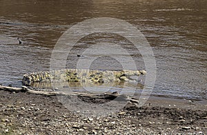 NILE CROCODILE crocodylus niloticus, ADULT ENTERING RIVER, MASAI MARA PARK IN KENYA