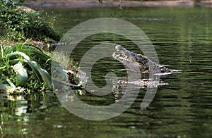 Nile Crocodile, crocodylus niloticus, Adult in Mara River, Masai Mara Park in Kenya