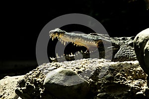 The Nile crocodile Crocodylus niloticus is an African crocodile, the largest freshwater predator in Africa, Basel Zoo, amfibian