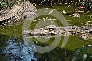 Nile crocodile Crocodylus niloticus on the banks of the in Botswana