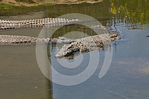 Nile crocodile Crocodylus niloticus on the banks of the in South Africa