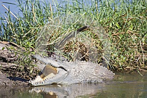 Nile Crocodile (Crocodylus niloticus) basking