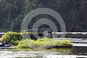 The Nile crocodile Crocodylus niloticus.Big crocodile on a small island in the river.King of small island