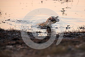 The Nile crocodile Crocodylus niloticus with bird prey in jaws at sunset. A crocodile swallows a caught bird near the shore