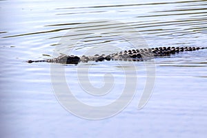 Nile Crocodile Crocodylus niloticus, Chobe National Park, Botswana