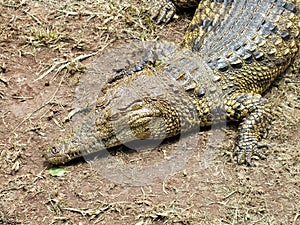 Nile crocodile (Crocodylus niloticus) close up
