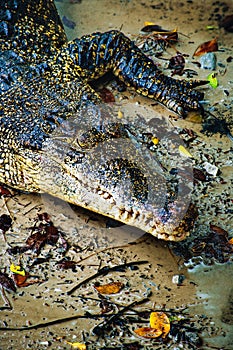 Nile crocodile Crocodylus niloticus, close-up detail of teeth of the crocodile with open eye. Crocodile head close up in nature of