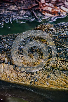 Nile crocodile Crocodylus niloticus, close-up detail of teeth of the crocodile with open eye. Crocodile head close up in nature of