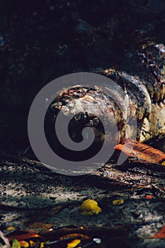 Nile crocodile Crocodylus niloticus, close-up detail of teeth of the crocodile with open eye. Crocodile head close up in nature of