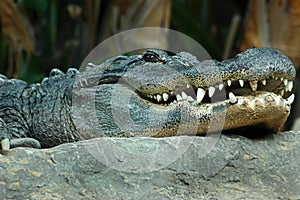 Nile crocodile or Crocodylus niloticus, close-up head showing ferocious teeth and focused eyes