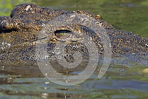 Nile crocodile (Crocodylus niloticus)