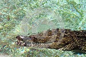 Nile crocodile (Crocodylus niloticus) enjoying swimming in a zoo : (pix Sanjiv Shukla)