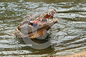 The Nile crocodile Crocodylus niloticus with a fish in its jaws. A crocodile with its head raised above the surface with prey in