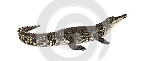 Nile crocodile, Crocodylus niloticus, isolated on white