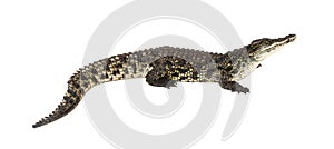 Nile crocodile, Crocodylus niloticus, isolated on white