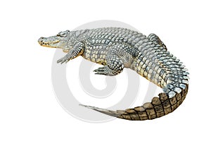 Nile crocodile Crocodylus niloticus isolated on white background