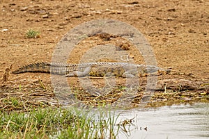 Nile Crocodile  Crocodylus niloticus at the Kazinga Channel, Queen Elizabeth National Park, Uganda.