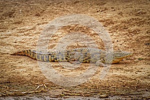 Nile Crocodile  Crocodylus niloticus at the Kazinga Channel, Queen Elizabeth National Park, Uganda.