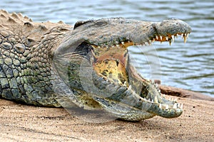 Nile crocodile (Crocodylus niloticus)