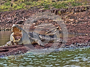 Nile crocodile, Crocodylus niloticus on Lake Chamo, Ethiopia