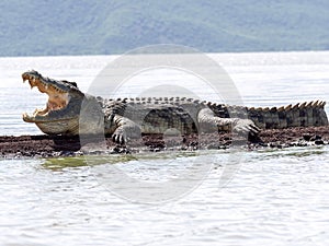 Nile crocodile, Crocodylus niloticus on Lake Chamo, Ethiopia photo