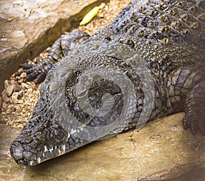 Nile crocodile Crocodylus niloticus is a large crocodilian native to freshwater habitats in Africa.